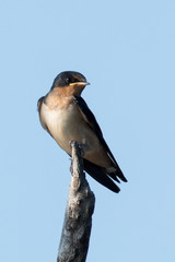 Tree Swallow Perched on branch
