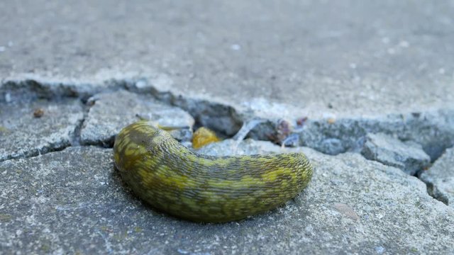 Two big slugs are hiding in the garden in macro time lapse shot. Activity of crawling slow animals with increased speed.