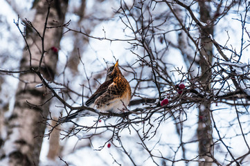 The Fieldfare thrush sitting on a branch of hawthorn