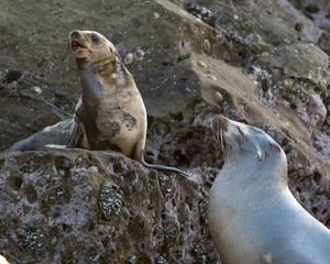 Baby sea lion talking