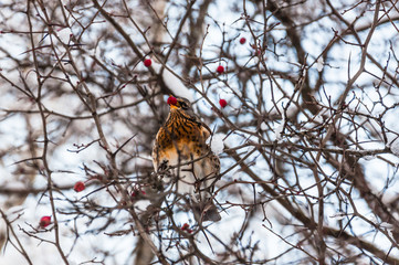 The Fieldfare thrush sitting on a branch of hawthorn and eats berries