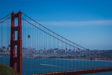 Bird & Golden Gate