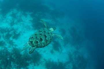Hawksbill turtle Swimming in Blue Water