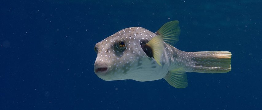 White-spotted puffer (Arothron hispidus) swims in the blue water and looks into the camera, WAKATOBI, Indonesia, slow motion