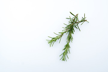 Fresh Rosmary herb isolated on light background