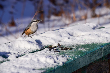 a little bird pecks sunflower seeds in the winter