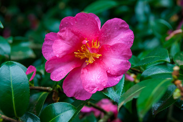 Pink rose camellia flower close up
