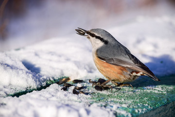 a little bird pecks sunflower seeds in the winter