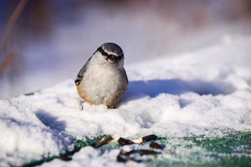 a little bird pecks sunflower seeds in the winter