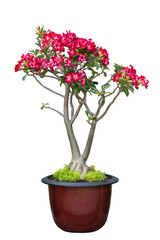Desert Rose, Adenium tree is in a earthen pot, isolate on white background with clipping path. flower white background.