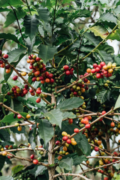 Coffee Cherries with raw coffee beans on the tree on a coffee plantation