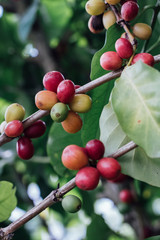 Coffee Cherries with raw coffee beans on the tree on a coffee plantation