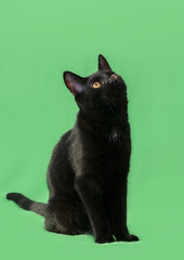Beautiful cat of black coloring on green background