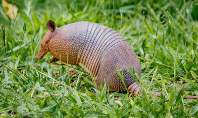 Nine-banded armadillo of Brazil