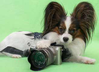 Beautiful young continental spaniel papillon with a camera on green background