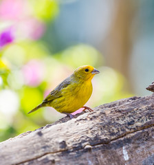 Saffron Finch (Sicalis flaveola) in the wild