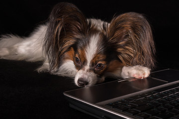 Beautiful dog Continental Toy Spaniel Papillon tired of working in laptop on black background