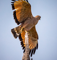 savanah hawk leaving pearch for a hunt.CR2
