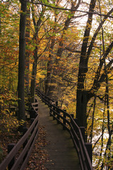boardwalk trees portrait