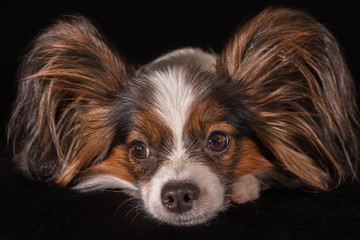 Beautiful young male dog Continental Toy Spaniel Papillon on black background