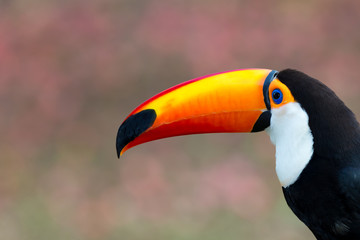 Toco toucan of Brazil.CR2