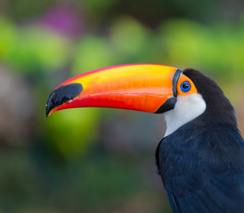 Toco Toucan facing left with colorful background