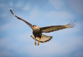 Black crested caracara in flight over the Pantanal, Brazil