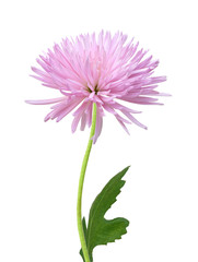Naklejka premium pink chrysanthemum flower isolated on white background