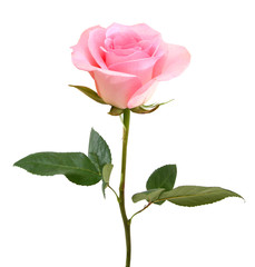 Pink Rose - 191428023