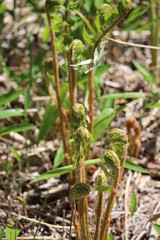 赤城山・覚満渕のゼンマイ