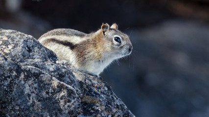 close up of little chipmunk perched on rock sagely staring off into the distance
