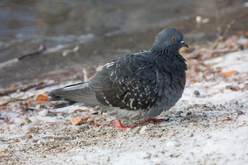 Pigeons bird close-up outside at winter