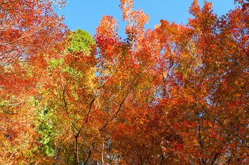 Fototapeta na wymiar Colorful autumn, fall leaves nature background