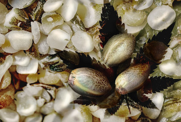 Healthy edible hemp seeds with a coarse grind and three not grind seeds on hemp leaf silhouette.