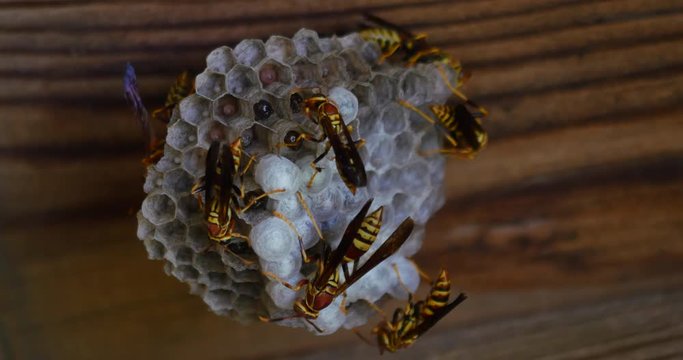  Many Yellow Jacket Wasps Watching Over Hive Close Up 442 10bit, 4K