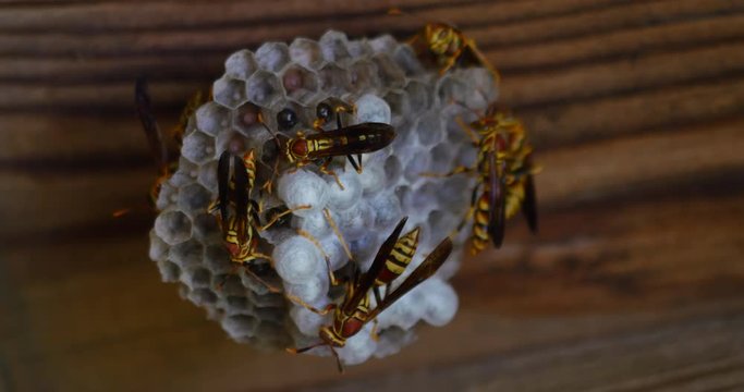 Many Yellow Jacket Wasps Watching Over Hive Close Up 442 10bit, 4K