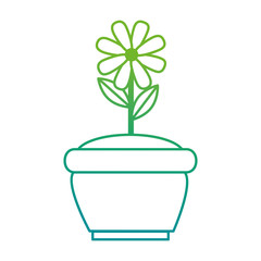 beautiful flower cultivated in pot vector illustration design