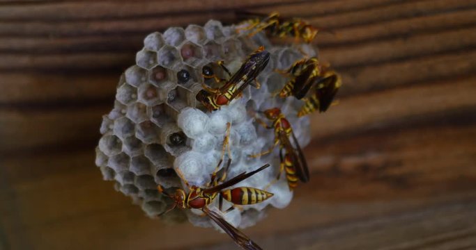 Many Yellow Jacket Wasps Watching Over Hive Close Up 442 10bit, 4K