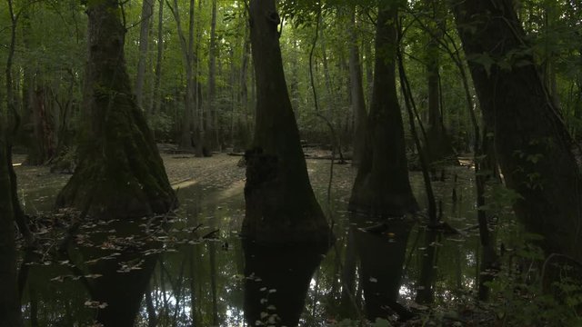 a deep cypress swamp