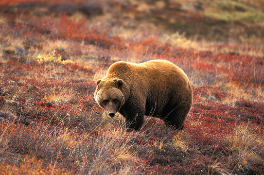 Grizzly Bear, Denali National Park