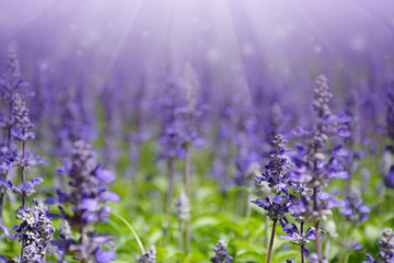 Sunlight over a violet lavender field