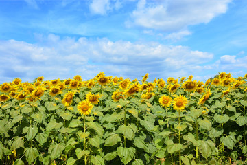 Sunflowers field landscape