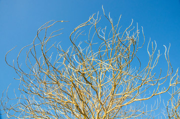 Dead tree with clear blue sky.