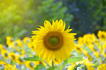 closeup beautiful sunflowers field landscape