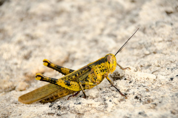 A grasshopper sitting on a rock,Thailand