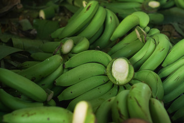farmer bearing green banana on farm.Food business organic farm concept.