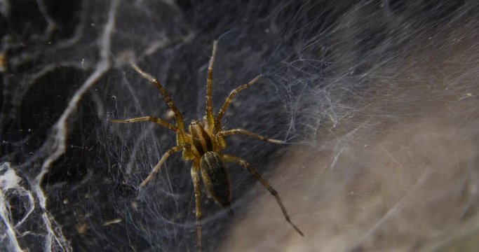 Wolf Spider on Web in Wood Pile Close Up 422 10bit, 4K