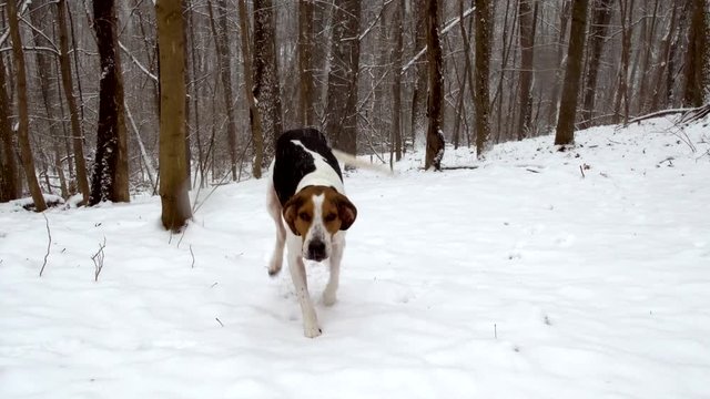 Hound Dog running in snow slow motion.