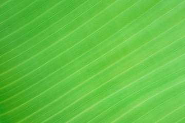 Texture background of backlight fresh green banana Leaf.Vignette effect.