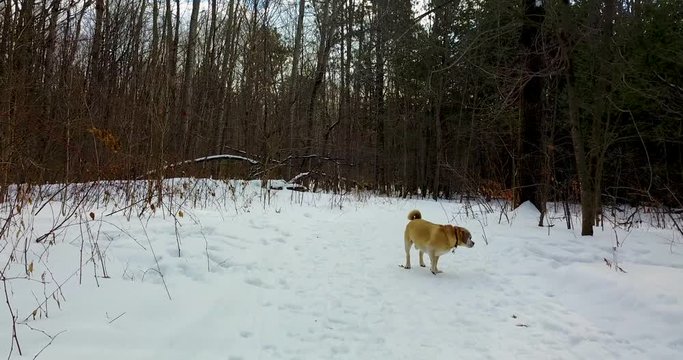 Low drone shot of a dog dodging snow balls on a snowy forest path.  4K.